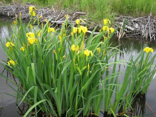Small-Clump Small-Clump